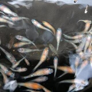 メダカMIX針子・稚魚、めだかごちゃ１０匹１セットの画像