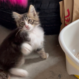 保護猫　里親探しています　