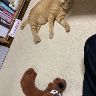 茶トラの男の子 2歳　鍵尻尾　ゲージなど物品もお譲りします。 - 里親募集