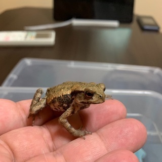 アズマヒキガエル　ベビー　3㎝〜4㎝前後