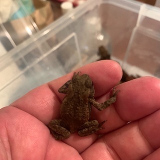 アズマヒキガエル　ベビー　3㎝〜4㎝前後の画像