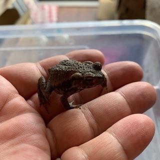 アズマヒキガエル　ベビー　3㎝〜4㎝前後の画像