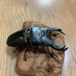 オオクワガタ　　ペア