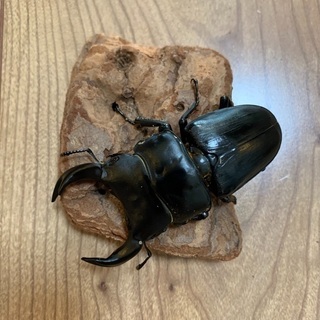 オオクワガタ　　ペアの画像