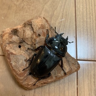 オオクワガタ　　ペアの画像