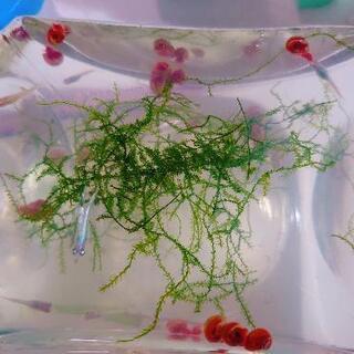 メダカと櫻華のセット