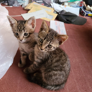 🐱《終了》生後2ヶ月の子猫の募集は終了しました❣️《子猫》🐱