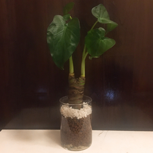 観葉植物クワズイモ　ハイドロカルチャー