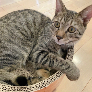 6ヶ月（♂）里親募集