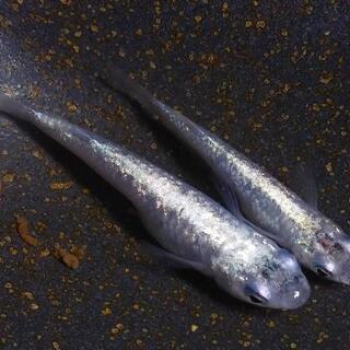 ブルースターダストメダカ(青ラメ幹之)の若魚×5匹