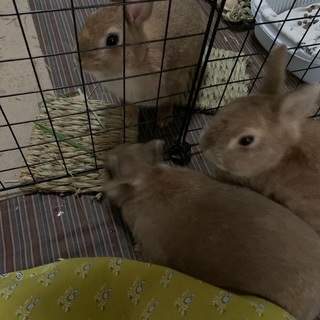 ミニうさぎ