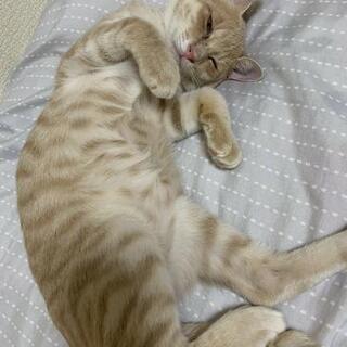 人大好き💕茶トラ君です