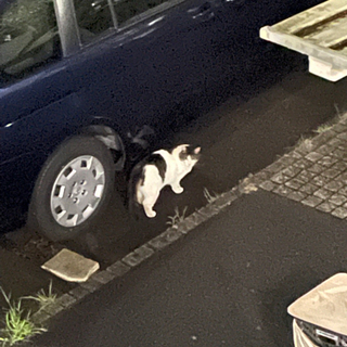 【9/25写真更新】迷い猫？