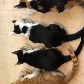 緊急！里親募集