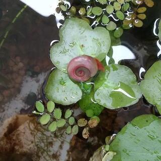 特美‼️ 🌸のような、キレイめピンクラムズホーン櫻華（ouka）純血統5匹の画像