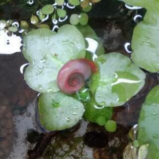 特美‼️ 🌸のような、キレイめピンクラムズホーン櫻華（ouka）純血統5匹の画像