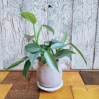 【観葉植物】シルバーメタル　　受皿付