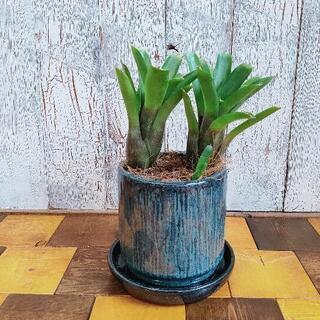 【観葉植物】ブロメリア　受皿付