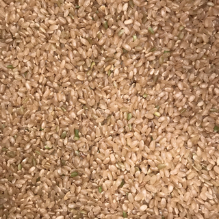 お米30kg 令和3年産 新米 キヌヒカリ 玄米の画像