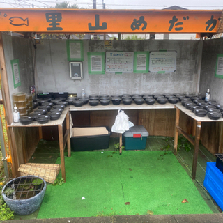 めだかとミジンコ　里山メダカ無人販売所　9/18出店