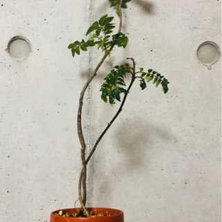 山椒　ミニ盆栽　小品　観葉植物　BONSAI  鉢植え　グリーン