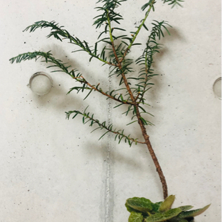 観葉植物　ミニ盆栽　