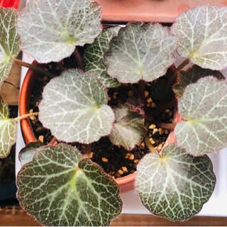 ユキノシタ　ミニ盆栽　観葉植物