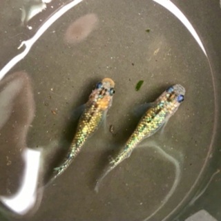 月弓メダカ　1匹700円