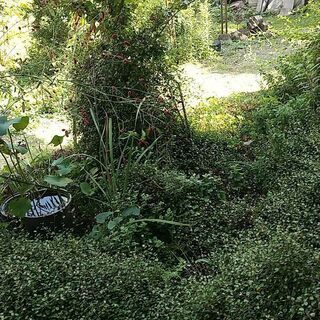 ワイヤープランツ