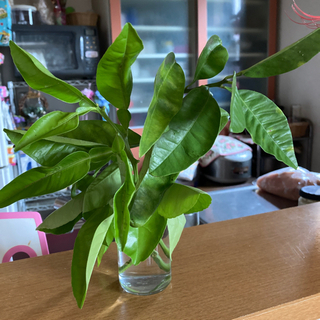 グレープフルーツの植木　直ぐ発送