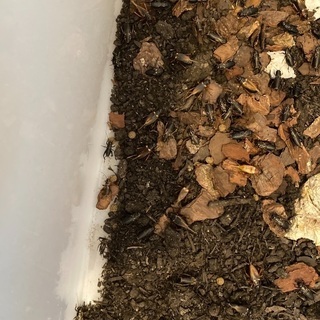 フタホシコオロギ