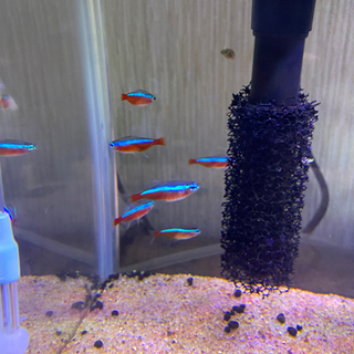 テトラ ＊ 熱帯魚