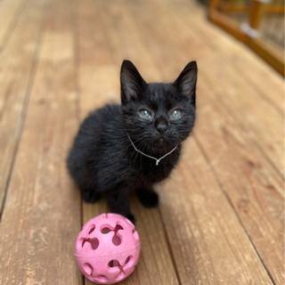 SOS‼️緊急急募‼️黒子猫の兄弟‼️