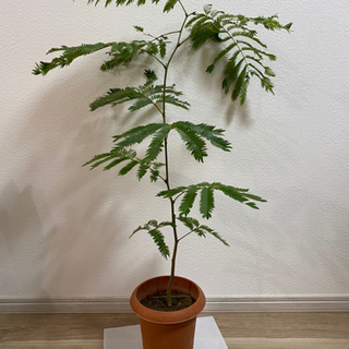 値下げします！観葉植物エバーフレッシュ