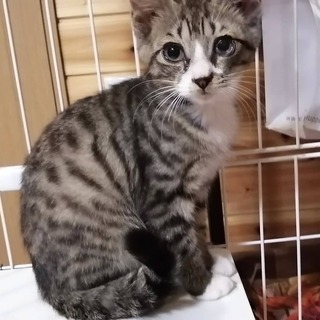 子猫の里親さん、決まりました！ありがとうございます！