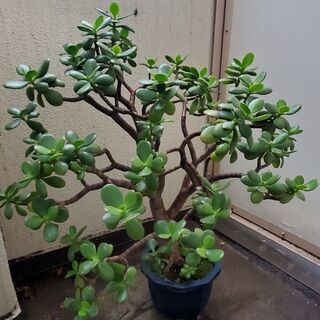 金のなる木　縦横で約70cm