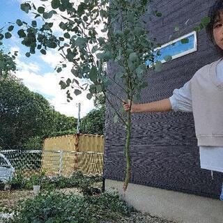 ポポラス  差し木用