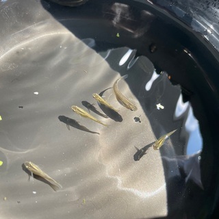 琉球メダカ 若魚 10匹 (リュウキュウメダカ)の画像