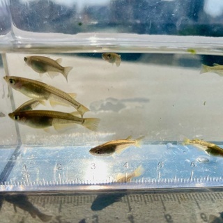 琉球メダカ 若魚 10匹 (リュウキュウメダカ)の画像