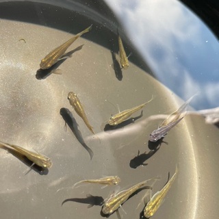 琉球メダカ 中頭C系 若魚 10匹 (リュウキュウメダカ・ウタキメダカ)の画像