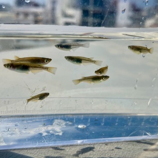 琉球メダカ 中頭C系 若魚 10匹 (リュウキュウメダカ・ウタキメダカ)の画像