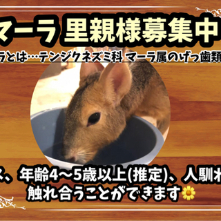 【マーラ 里親様募集中！】大切に可愛がってくださる方からのご応募...