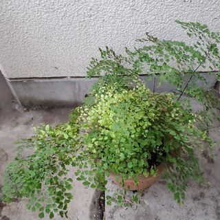 ホウライシダ　高さ約40cm