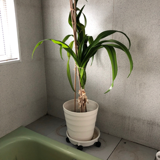 観葉植物(大)取引中！！