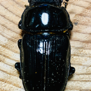 【値下げ】久留米産オオクワガタムシ♀No3