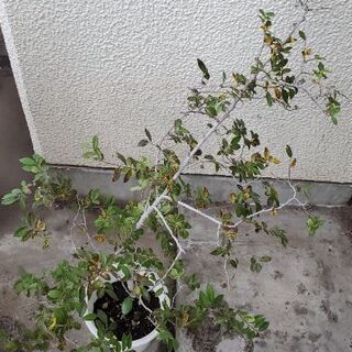 アキニレ　高さ70cm程
