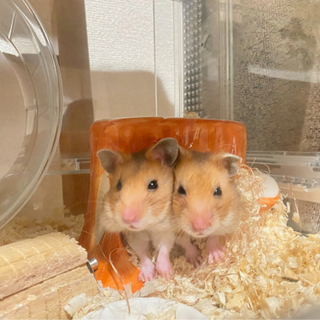ゴールデンハムスター