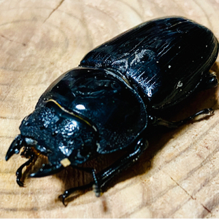【値下げ】久留米産オオクワガタムシ♀No4の画像