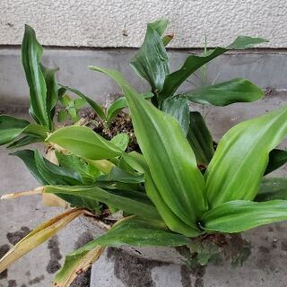 たぶん…カラー鉢植え(高さ30cm程)ひとつ