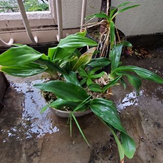 たぶん…カラー鉢植え(高さ30cm程)ひとつの画像